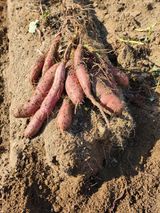 팜모닝 고구마·자유게시판 게시글 이미지