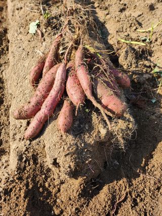 김연숙님의 고구마 · 자유게시판 작성글 사진