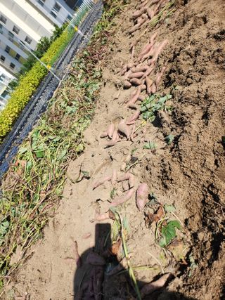 김연숙님의 고구마 · 자유게시판 작성글 사진