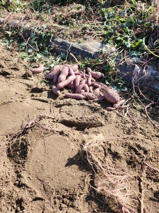 김연숙님의 고구마 · 자유게시판 작성글 사진