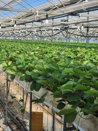 논산. 이순자님의 10월 농사 성적 자랑하기 · 참여글 작성글 사진