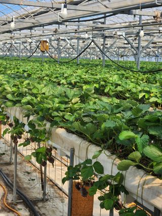 논산. 이순자님의 10월 농사 성적 자랑하기 · 참여글 작성글 사진