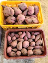 팜모닝 10월 농사 성적 자랑하기·참여글 게시글 이미지