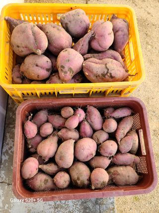 전탁균님의 10월 농사 성적 자랑하기 · 참여글 작성글 사진