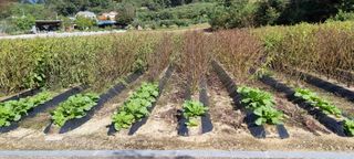 김길수님의 10월 농사 성적 자랑하기 · 참여글 작성글 사진