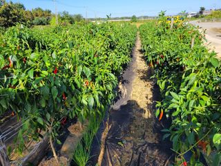 커피나무님의 10월 농사 성적 자랑하기 · 참여글 작성글 사진