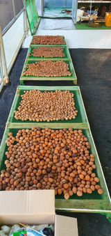 팜모닝 10월 농사 성적 자랑하기·참여글 게시글 이미지