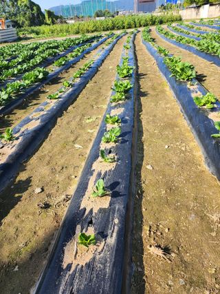 손정아님의 10월 농사 성적 자랑하기 · 참여글 작성글 사진