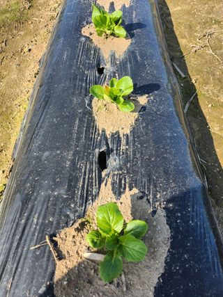 손정아님의 10월 농사 성적 자랑하기 · 참여글 작성글 사진