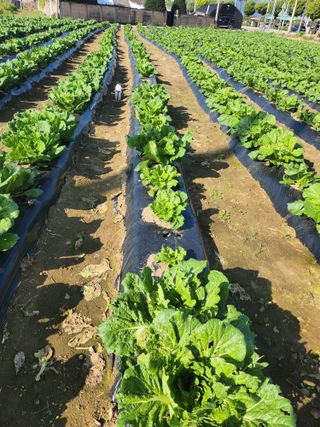 손정아님의 10월 농사 성적 자랑하기 · 참여글 작성글 사진