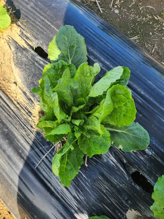 손정아님의 10월 농사 성적 자랑하기 · 참여글 작성글 사진