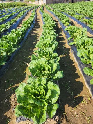 손정아님의 10월 농사 성적 자랑하기 · 참여글 작성글 사진