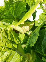 팜모닝 배추·병해충상담 게시글 이미지