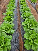 팜모닝 배추·일상 게시글 이미지