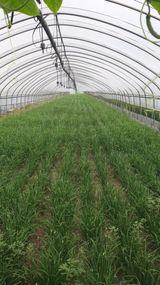 팜모닝 자두·자유게시판 게시글 이미지