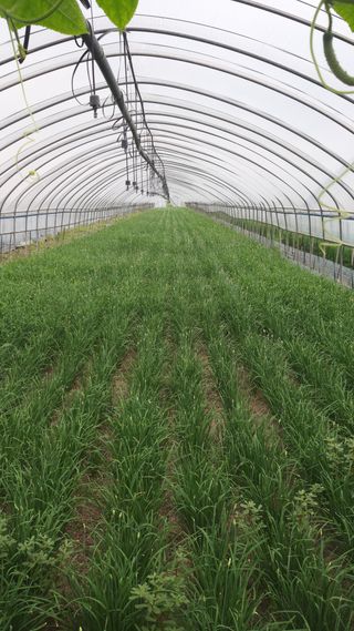 박향순님의 자두 · 자유게시판 작성글 사진