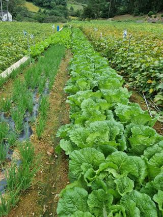 이상응님의 10월 농사 성적 자랑하기 · 참여글 작성글 사진