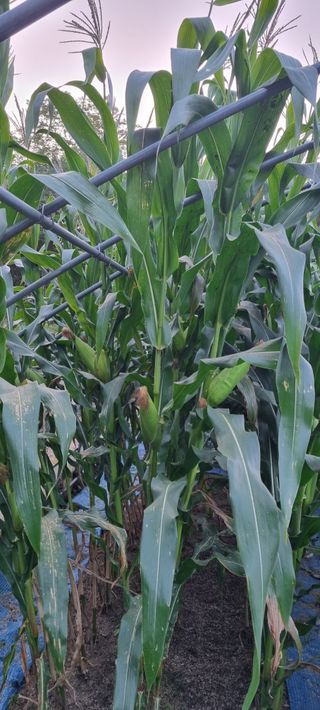 최영호님의 자유주제 · 자유게시판 작성글 사진