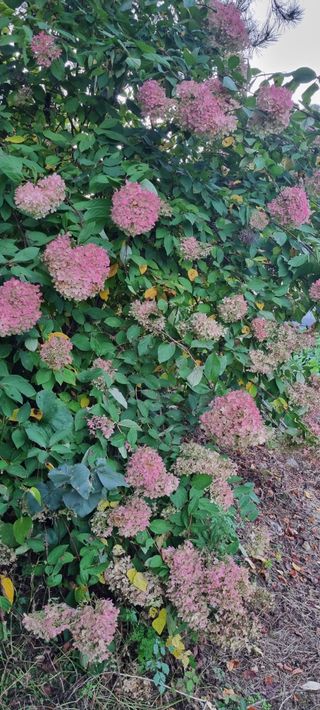 최영호님의 자유주제 · 자유게시판 작성글 사진