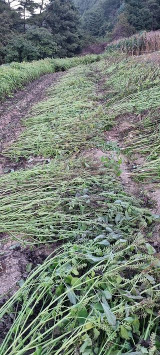 최영호님의 자유주제 · 자유게시판 작성글 사진