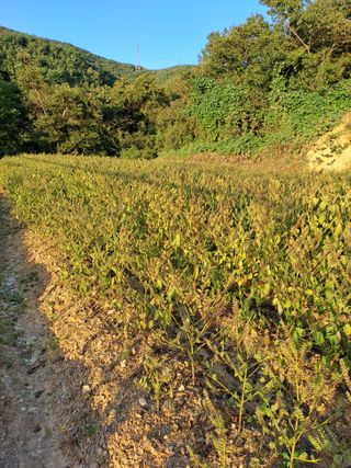 지리산자락님의 자유주제 · 자유게시판 작성글 사진
