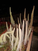 팜모닝 10월 농사 성적 자랑하기·참여글 게시글 이미지