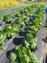 팜모닝 배추·일상 게시글 이미지