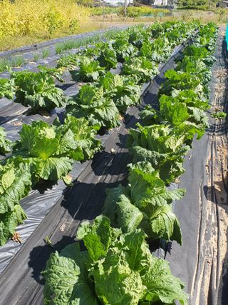 인생을사노라면님의 배추 · 일상 작성글 사진