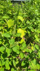 팜모닝 들깨·영농일지 게시글 이미지