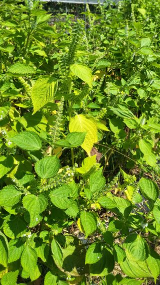 이종선님의 들깨 · 영농일지 작성글 사진