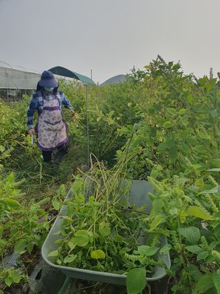 이종선님의 들깨 · 영농일지 작성글 사진