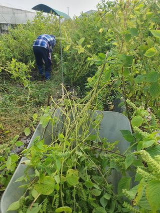 이종선님의 들깨 · 영농일지 작성글 사진