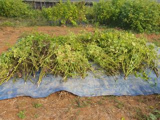 이종선님의 들깨 · 영농일지 작성글 사진