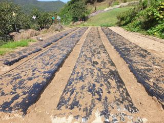 서씨농장님의 10월 농사 성적 자랑하기 · 참여글 작성글 사진