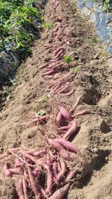 팜모닝 10월 농사 성적 자랑하기·참여글 게시글 이미지