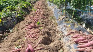 정금기님의 10월 농사 성적 자랑하기 · 참여글 작성글 사진