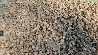 정금기님의 10월 농사 성적 자랑하기 · 참여글 작성글 사진