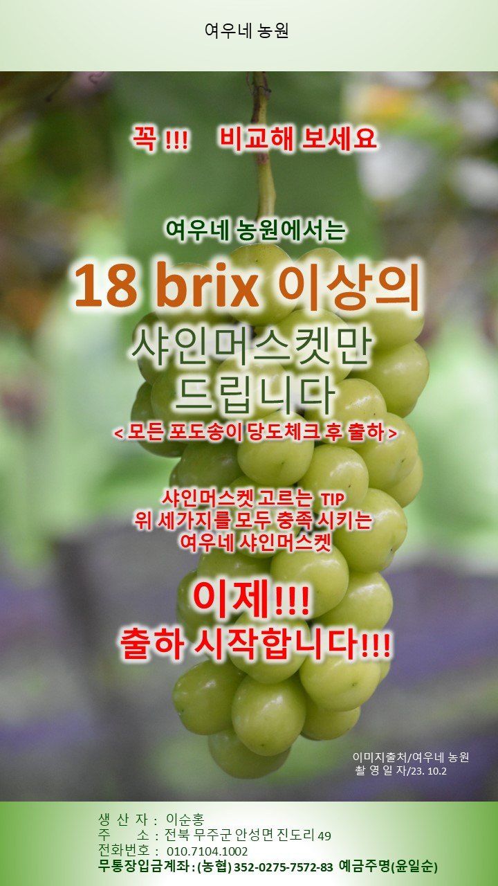 여우내 이순홍님의 장터 판매 상품 [샤인머스캣2kg(3~4수)] 첨부 사진