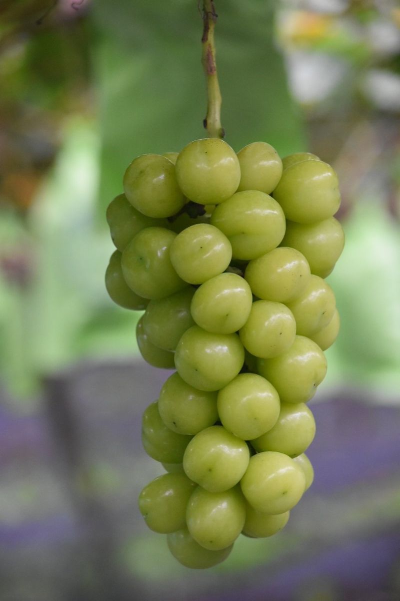 여우내 이순홍님의 장터 판매 상품 [샤인머스캣2kg(3~4수)] 첨부 사진