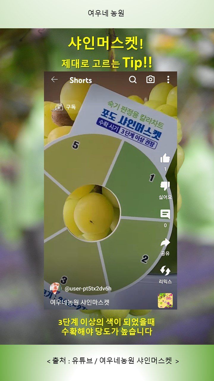 여우내 이순홍님의 장터 판매 상품 [샤인머스캣2kg(3~4수)] 첨부 사진