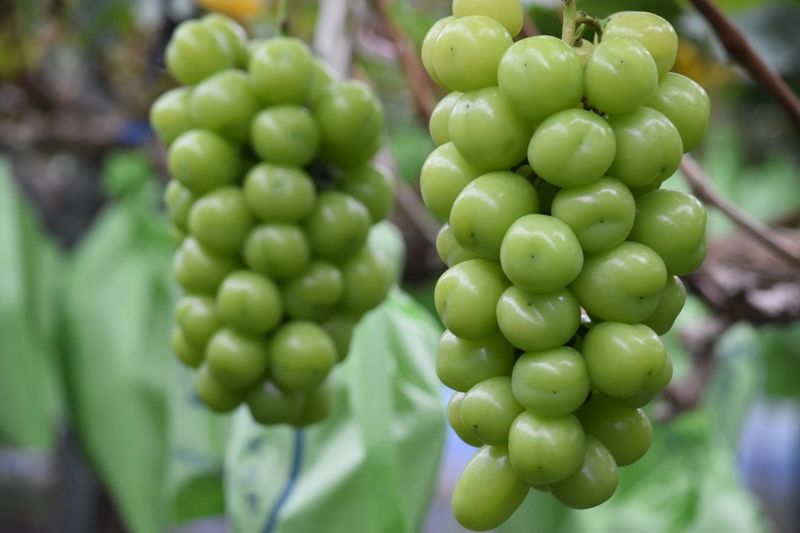 여우내 이순홍님의 장터 판매 상품 [샤인머스캣2kg(3~4수)] 첨부 사진