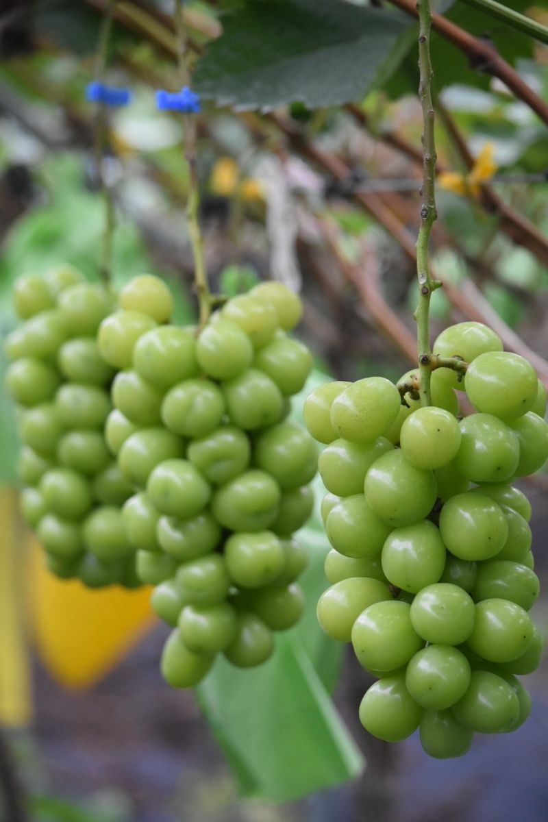 여우내 이순홍님의 장터 판매 상품 [샤인머스캣2kg(3~4수)] 첨부 사진