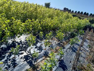 김영례님의 10월 농사 성적 자랑하기 · 참여글 작성글 사진