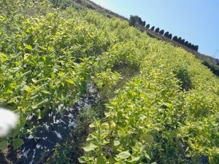 김영례님의 10월 농사 성적 자랑하기 · 참여글 작성글 사진