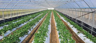 박춘서님의 10월 농사 성적 자랑하기 · 참여글 작성글 사진