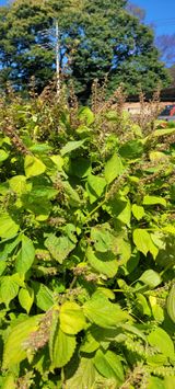 팜모닝 들깨·병해충상담 게시글 이미지