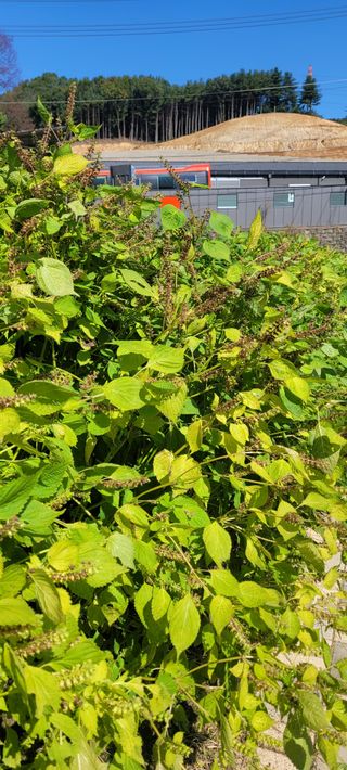 까마구님의 들깨 · 병해충상담 작성글 사진