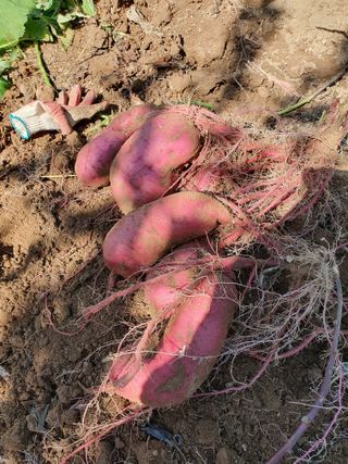 벼농사님의 자유주제 · 자유게시판 작성글 사진