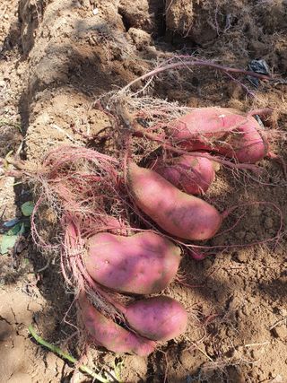 벼농사님의 자유주제 · 자유게시판 작성글 사진