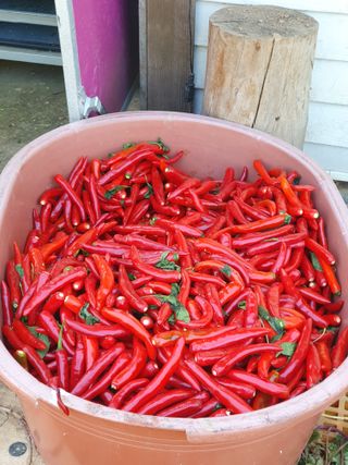 벼농사님의 자유주제 · 자유게시판 작성글 사진